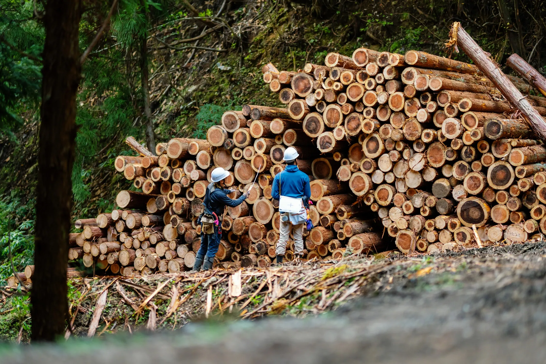 FSC-certified sustainable timber used by Shandong Chuangxin